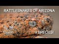 Rattlesnakes of Arizona - 9 species of venomous pit vipers from Sonoran desert
