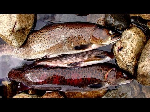 Рыбалка на ононе в забайкальском крае Рыбалка на ононе в забайкальском крае