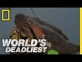 Download Anaconda Devours World's Largest Rodent | World's Deadliest mp4 3gp mp3 videos - waplic