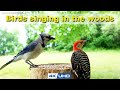 ASMR 4 HOURS of Birds Singing, No loop, 4K Bird Video, Digital Stress Relief Therapy, Cat TV, AW 047