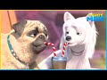 Animal Magnetism | Mighty Mike | 75' Compilation | Cartoon for Kids