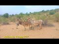 Donkey Vilog in Jhagul