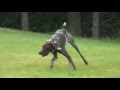 German Shorthaired Pointer stalking & chasing a rabbit