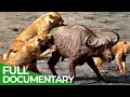 Predator's Playground - A Struggle for Life & Death | Free Documentary Nature