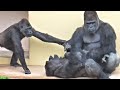 A ruckus that even Annie is worried about! Shabani and Kiyomasa's rampage!  Gorilla, Silver back.