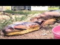 Python, Anaconda FIGHT over LIVE Squirrel -- Eaten by Winner