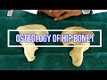 Osteology of Hip bone I Side side determination | Anatomical Position | Attachments | Applied