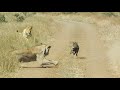 WARTHOG WALKS RIGHT INTO 2 LIONS