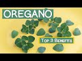 Top 3 Benefits of Oregano | Leaves and Oil