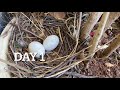 Pigeon LifeCycle |Day to Day Growth