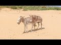 Male Donkey with Female Donkey are enjoy in jungle __Chandark9 2023