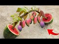 How to propagate mango tree in ripe watermelon fruit promote fast fruiting 100%