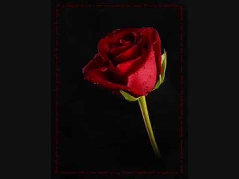 20 rosas download
