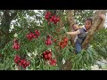 Single mother -Buy Lychee Fruit & Harvesting Lychee Fruit Go To Market Sell, ly tieu ly