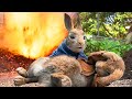 Crazy Rabbit rampage scenes 🌀 4K