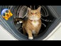 The most DRAMATIC CATS are here! 😂 Funny Cat Videos of 2024 😹