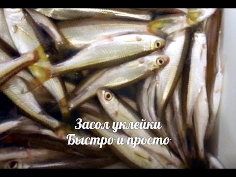 как посолить уклейку видео как посолить уклейку видео