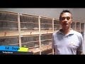 Download The king s bird farm bogor - ternak kenari yorkshire dan blackthroat