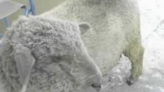 Oveja, Teddy y otros animales con Fede