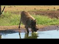 Warthog The Watering Hole figuring things out #warthog #addo #pumbaa