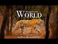Wildlife of the World 4K - Scenic Animal Film With Inspiring Music
