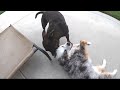 Staffy's Surprising Trick To Engage Mini Aussie In Playtime