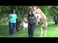 IMPOSSIBLE NOT TO LAUGH 🤣 TRY NOT TO LAUGH (Animals EDITION) YLYL ★91