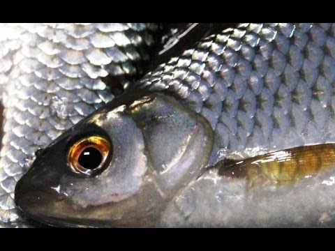 ловят ли плотву ночью ловят ли плотву ночью