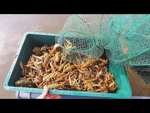 Как ловить рака на деме Как ловить рака на деме