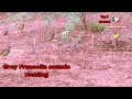 Female Grey Francolin sounds / Teetar ki awaaz Original voice / Grey Francolin sound Hunting #viral