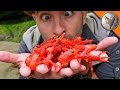 Download Red Crab Invasion! mp4 3gp mp3 videos - waplic