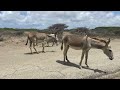 Donkeys of Bonaire