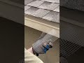 Squirrel deterrent for attic / roof soffit
