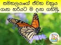 Samanalayage jeewana chakraya |සමනලයාගේ ජීවන චක්‍රය ගැන නොදන්න තොරතුරු | Life Cycle of A Butterfly