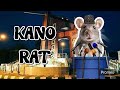 Kano Rat Behavior 🐀