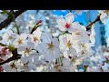 Japan's Cherry Blossoms Are In Full Bloom Now! | JAPAN LIVE STREAMS 2024