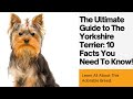 Yorkshire Terrier: Top 10 Facts