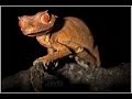 Satanic Leaf-tailed Gecko licking its eye in the wilds of Madagascar: HD video