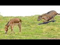 Look What Happened When This Leopard Attacked Donkey