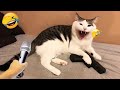 Hilarious Cats and Dogs😹🐶Funniest Animals 2024😻Part 8