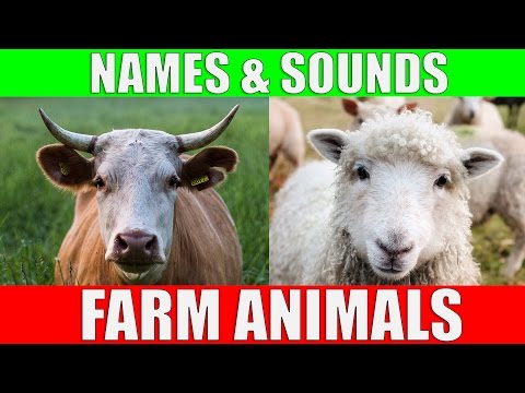 Farm Animals Names and Sounds for Kids to Learn Learning Farm Animal Names and Sounds for Children