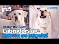 [Weekly Highlights] She's okay at home, so why...?🧐 [Dogs Are Incredible] | KBS WORLD TV 240423