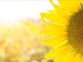 sun flower - Robert Oeka