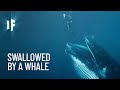 What If You Were Swallowed by a Whale?