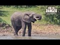 Animals Visiting the Dam | Lalashe Mara Ripoi Safari