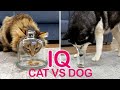 Is A Dog Really Smarter Than A Cat? I Check the IQ of My Husky And Kitty