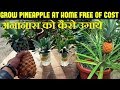 How To Grow Pineapples At Home | अनानास को कैसे उगाये (With English Subtitles)
