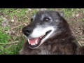 A very happy wolf