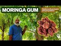 Moringa Gum Benefits | How To Make Moringa Gum