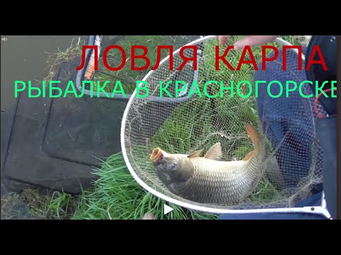 как и на что ловить карпа весной на платном пруду как и на что ловить карпа весной на платном пруду